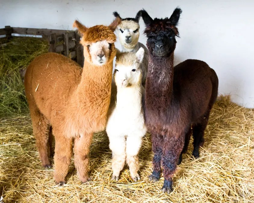 🐾 뷔르템베르크 알파카 - 운터튀르크하임에서의 하이킹(뷔르템베르크 알파카스 - 반더룽엔 인 운터튀르크하임)